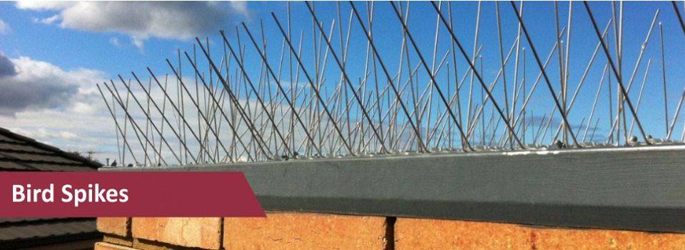 elitebird_slider-1-1024x3461