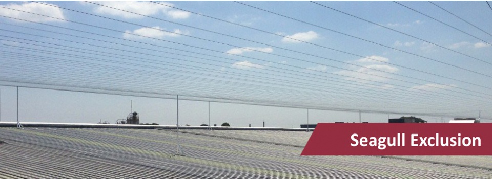 elitebird_slider-5-1024x3461