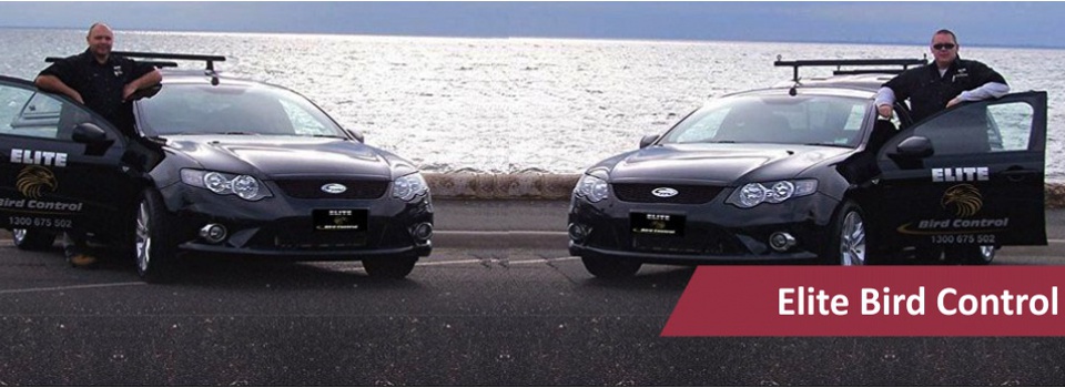 elitebird_slider-6-1024x3461