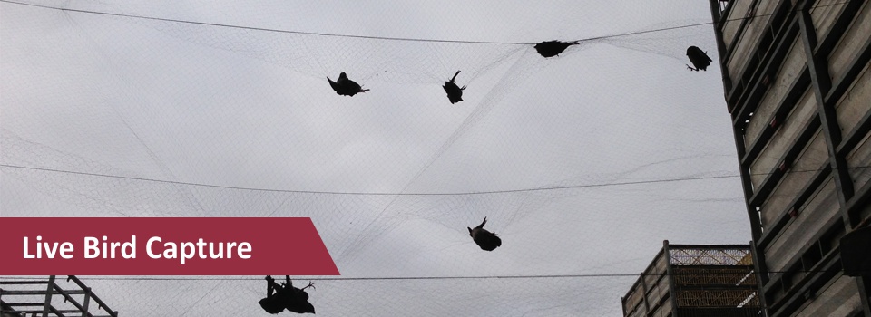 elitebird_slider-8-1024x3461