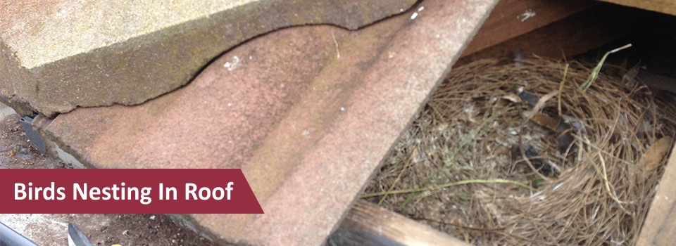 elitebird_slider-9-1024x3461