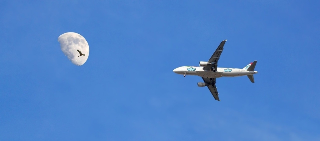 airport-bird-mitigation